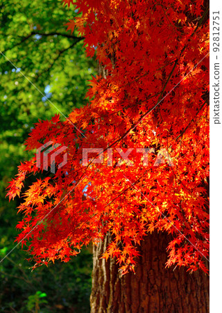 東京Inokashira公園秋葉 92812751