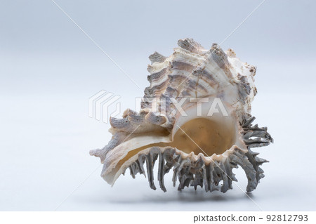 Sea shell isolated on white background Sea shell isolated on white background 92812793