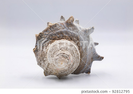 Sea shell isolated on white background Sea shell isolated on white background 92812795