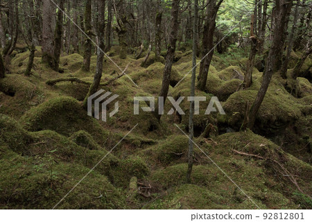 Moss and fallen leaves in Shirakoma pond/Mononoke forest in Shirakoma forest 92812801