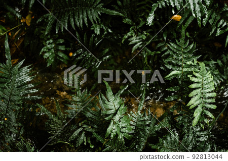 Ferns that grow naturally in the clear waters of the Kakinohanahi River in Nanjo City, Okinawa 92813044