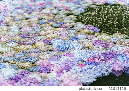 Kuan-ji Temple, Osaka Hydrangea Kuan-ji Temple, Osaka Hydrangea 92813126