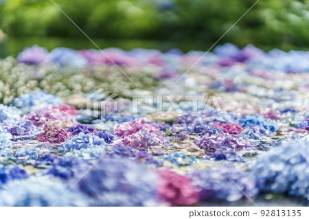 Kuan-ji Temple, Osaka Hydrangea 92813135