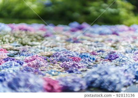 Kuan-ji Temple, Osaka Hydrangea 92813136