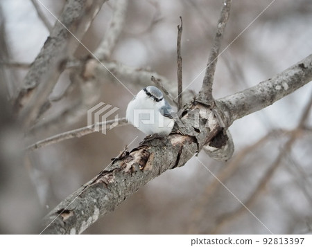 五子雀的煩惱 92813397