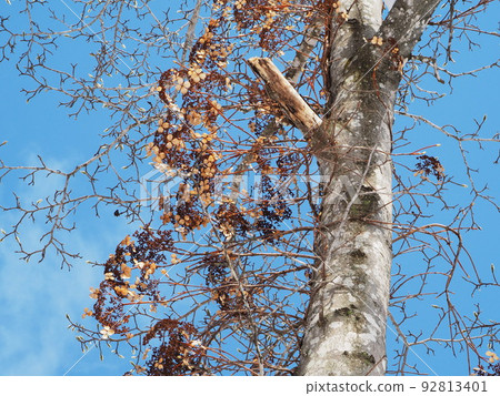 Winter withered hydrangea 92813401