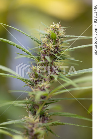 Background cannabis macro photo of marijuana bud under the microscope, Cannabis plant for study in laboratory. 92813466