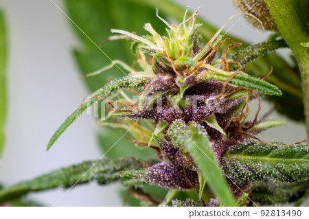 Background cannabis macro photo of marijuana bud under the microscope, Cannabis plant for study in laboratory. Background cannabis macro photo of marijuana bud under the microscope, Cannabis plant for study in laboratory. 92813490