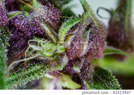 Background cannabis macro photo of marijuana bud under the microscope, Cannabis plant for study in laboratory. 92813497
