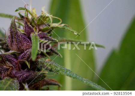 Background cannabis macro photo of marijuana bud under the microscope, Cannabis plant for study in laboratory. 92813504