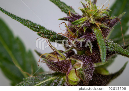 Background cannabis macro photo of marijuana bud under the microscope, Cannabis plant for study in laboratory. Background cannabis macro photo of marijuana bud under the microscope, Cannabis plant for study in laboratory. 92813506