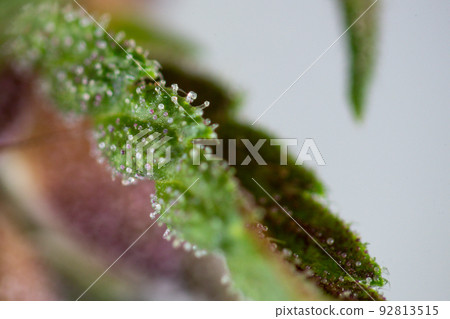 Background cannabis macro photo of marijuana bud under the microscope, Cannabis plant for study in laboratory. 92813515