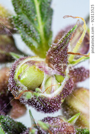 Background cannabis macro photo of marijuana bud under the microscope, Cannabis plant for study in laboratory. Background cannabis macro photo of marijuana bud under the microscope, Cannabis plant for study in laboratory. 92813525