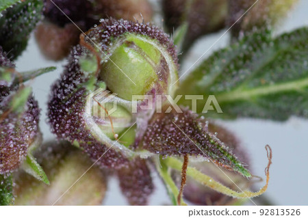 Background cannabis macro photo of marijuana bud under the microscope, Cannabis plant for study in laboratory. 92813526