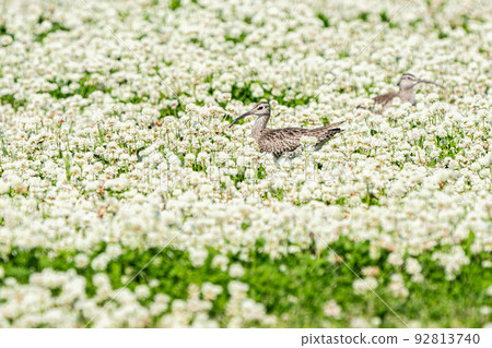 野生鳥類（中華鷸） 92813740