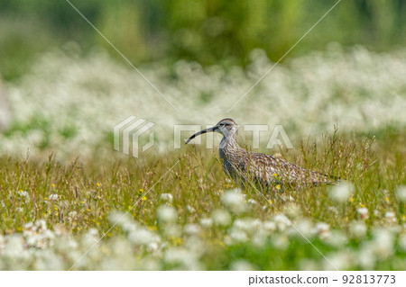野生鳥類（中華鷸） 92813773