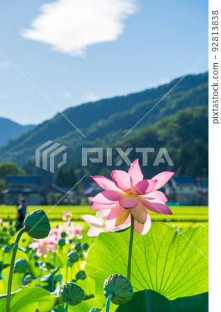 花蓮公園的荷花優雅而美麗地綻放 | 福井縣南越前町 花蓮公園的荷花優雅而美麗地綻放 | 福井縣南越前町 92813838