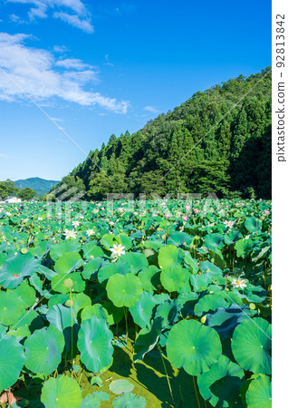 The lotus flowers of Hanahasu Park blooming elegantly and pretty flowers | Minami Echizen Town, Fukui Prefecture 92813842