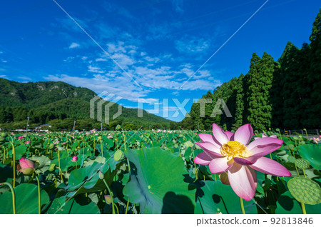 The lotus flowers of Hanahasu Park blooming elegantly and pretty flowers | Minami Echizen Town, Fukui Prefecture The lotus flowers of Hanahasu Park blooming elegantly and pretty flowers | Minami Echizen Town, Fukui Prefecture 92813846