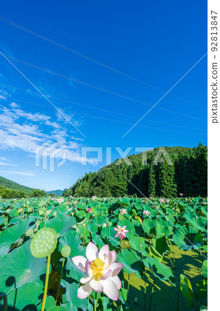 The lotus flowers of Hanahasu Park blooming elegantly and pretty flowers | Minami Echizen Town, Fukui Prefecture The lotus flowers of Hanahasu Park blooming elegantly and pretty flowers | Minami Echizen Town, Fukui Prefecture 92813847