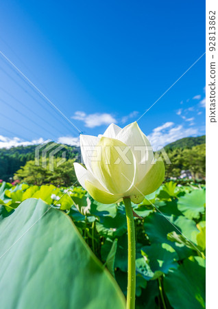 The lotus flowers of Hanahasu Park blooming elegantly and pretty flowers | Minami Echizen Town, Fukui Prefecture 92813862