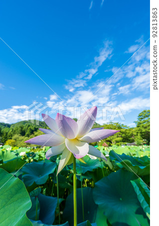 花蓮公園的荷花優雅而美麗地綻放 | 福井縣南越前町 92813863