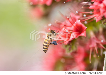 Flowers and honey bees Flowers and honey bees 92814205