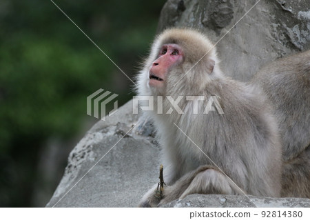 monkey looking up at the sky monkey looking up at the sky 92814380