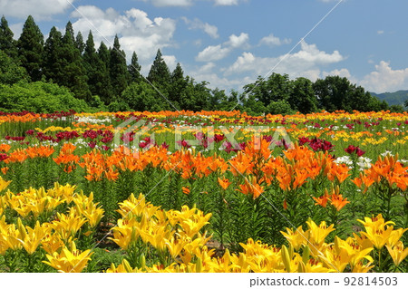 新潟縣魚沼市堀之內 七彩魚沼百合花盛開的月岡公園花卉廣場花壇 92814503