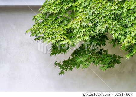 Scenery of Arashiyama, Kyoto Green trees Kyoto City, Kyoto Prefecture 92814607