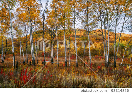 The mountain autumn landscape with colorful forest The mountain autumn landscape with colorful forest 92814826