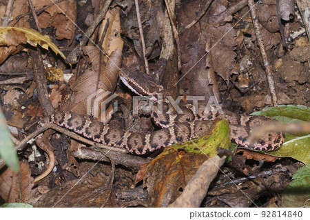 蝰蛇（日本蝰蛇） 92814840