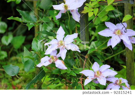 Clematis Clematis 92815241