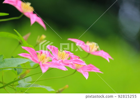 Clematis 92815255