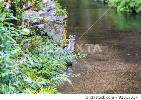 夏季的京都，上賀茂神社（Kamowakeikazuchi Shrine），御物之井川（Omonoi River）的轄區，京都府京都市 92815317