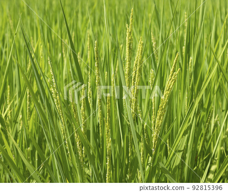 rice flower earing 92815396
