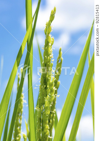 水稻花穗 水稻花穗 92815413