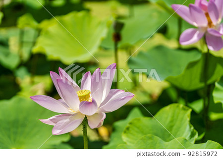 Chusonji Lotus in Atsukashi Chitose Park, Kunimi Town, Fukushima Prefecture 92815972