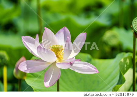 福島縣國見町敦賀千歲公園中尊寺蓮花 福島縣國見町敦賀千歲公園中尊寺蓮花 92815979