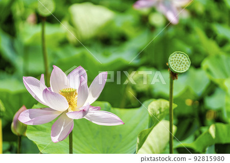 福島縣國見町敦賀千歲公園中尊寺蓮花 92815980