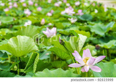 福島縣國見町敦賀千歲公園中尊寺蓮花 福島縣國見町敦賀千歲公園中尊寺蓮花 92815999