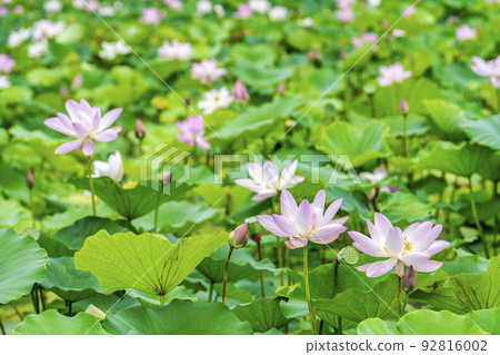 Chusonji Lotus in Atsukashi Chitose Park, Kunimi Town, Fukushima Prefecture 92816002
