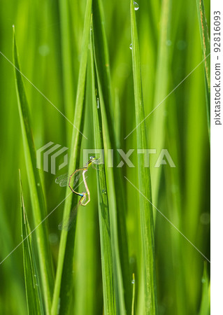 A pair of heart-shaped damselflies in the season of love A pair of heart-shaped damselflies in the season of love 92816093