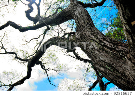 Bandai in the summer 92816637