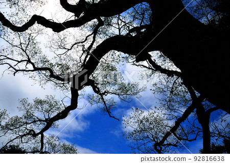 Bandai in the summer 92816638