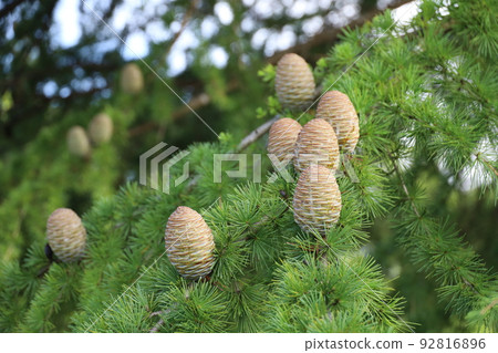 Pinecone 92816896