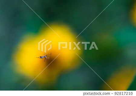 A spider nesting in a field of sunflowers A spider nesting in a field of sunflowers 92817210