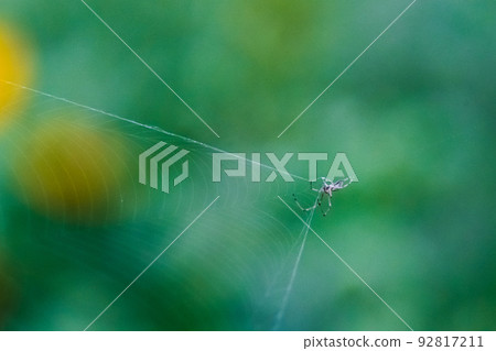 A spider nesting in a field of sunflowers 92817211