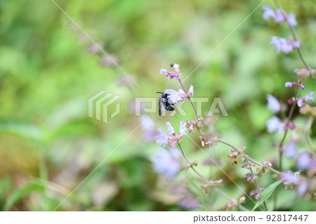 帶來幸福的藍色蜜蜂(Namirurimon蜜蜂) 帶來幸福的藍色蜜蜂(Namirurimon蜜蜂) 92817447