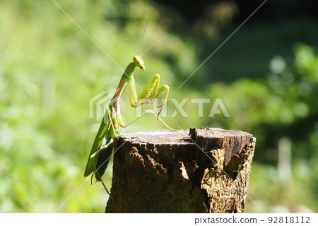 紅尾螳螂 92818112